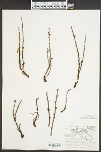 Epifagus virginiana image