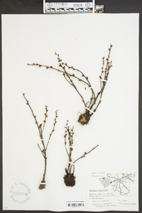 Epifagus virginiana image