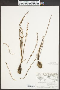 Epifagus virginiana image