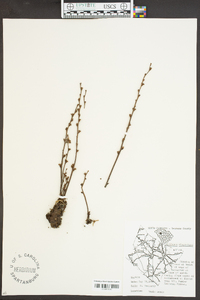 Epifagus virginiana image