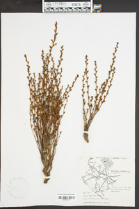 Epifagus virginiana image