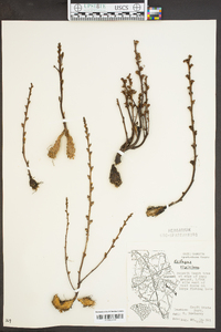 Epifagus virginiana image