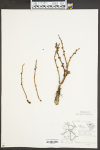 Epifagus virginiana image