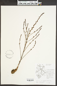 Epifagus virginiana image