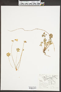 Oxalis violacea image