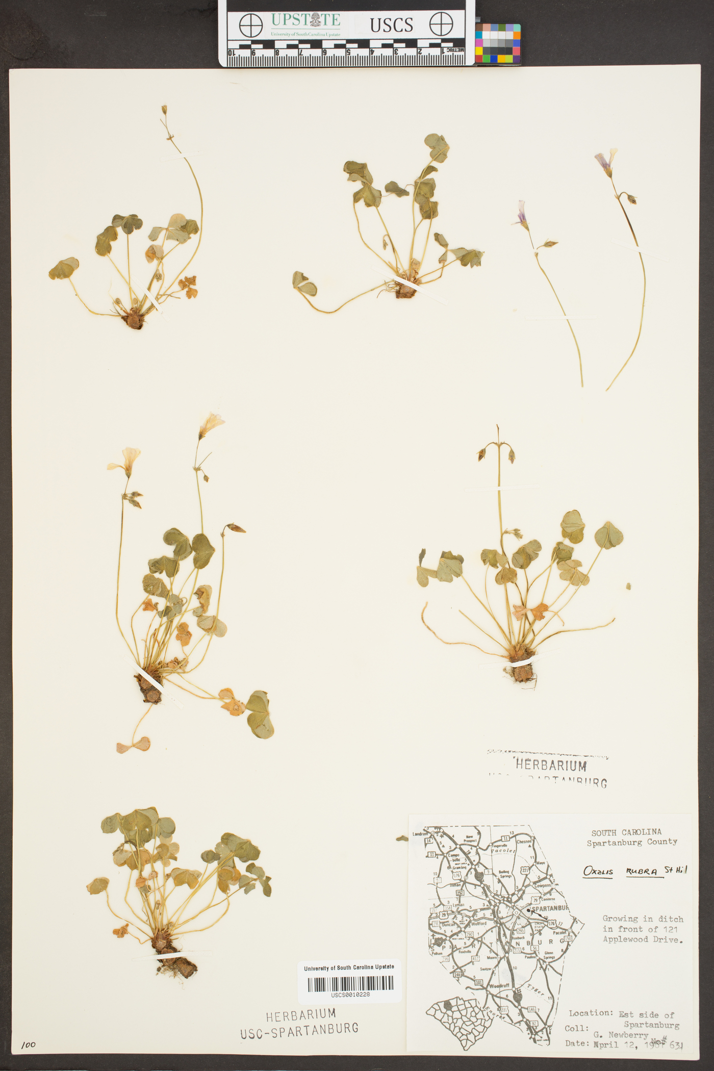 Oxalis rubra image