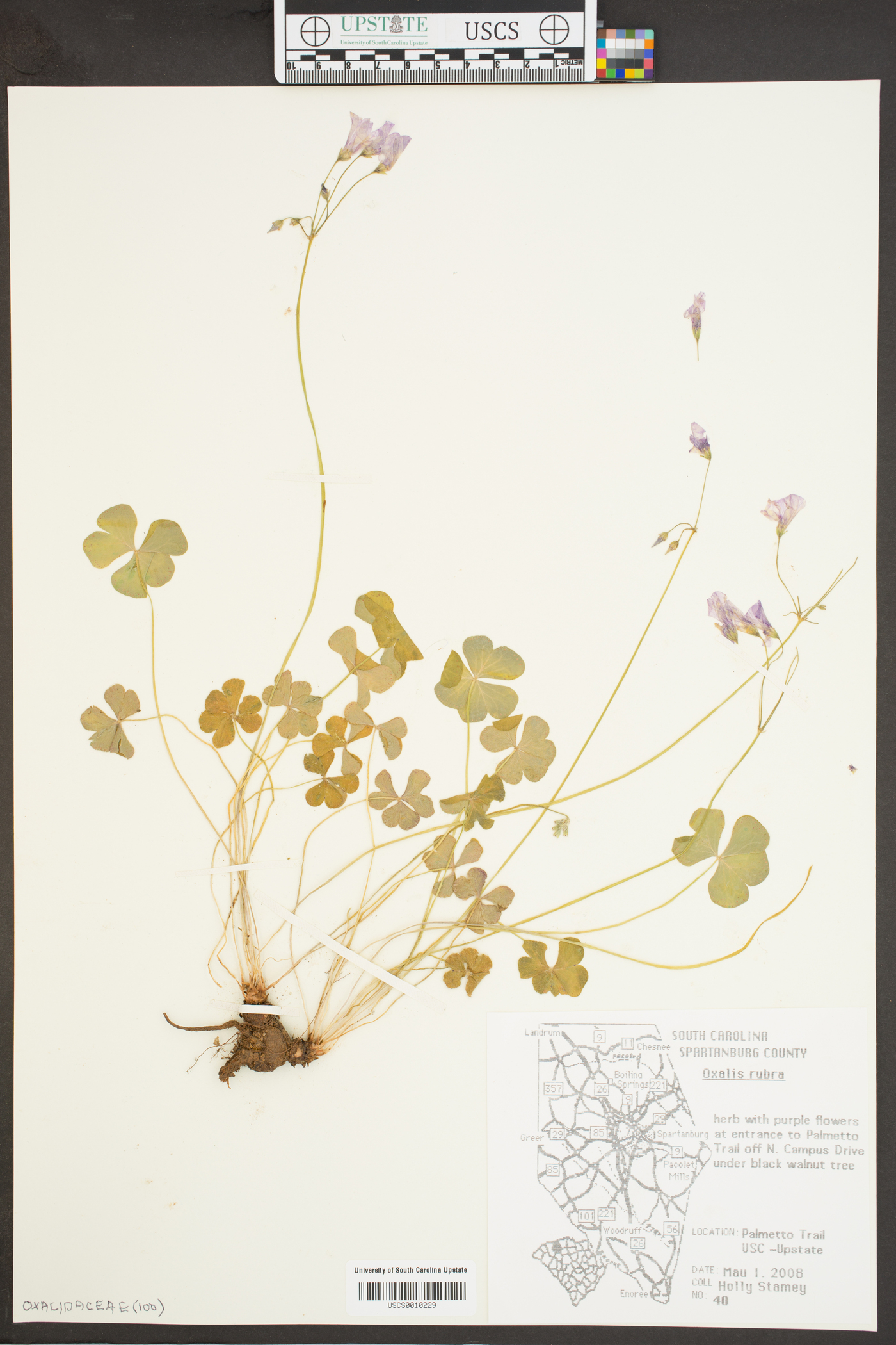 Oxalis rubra image