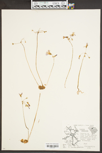 Oxalis violacea image