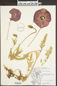 Papaver dubium image