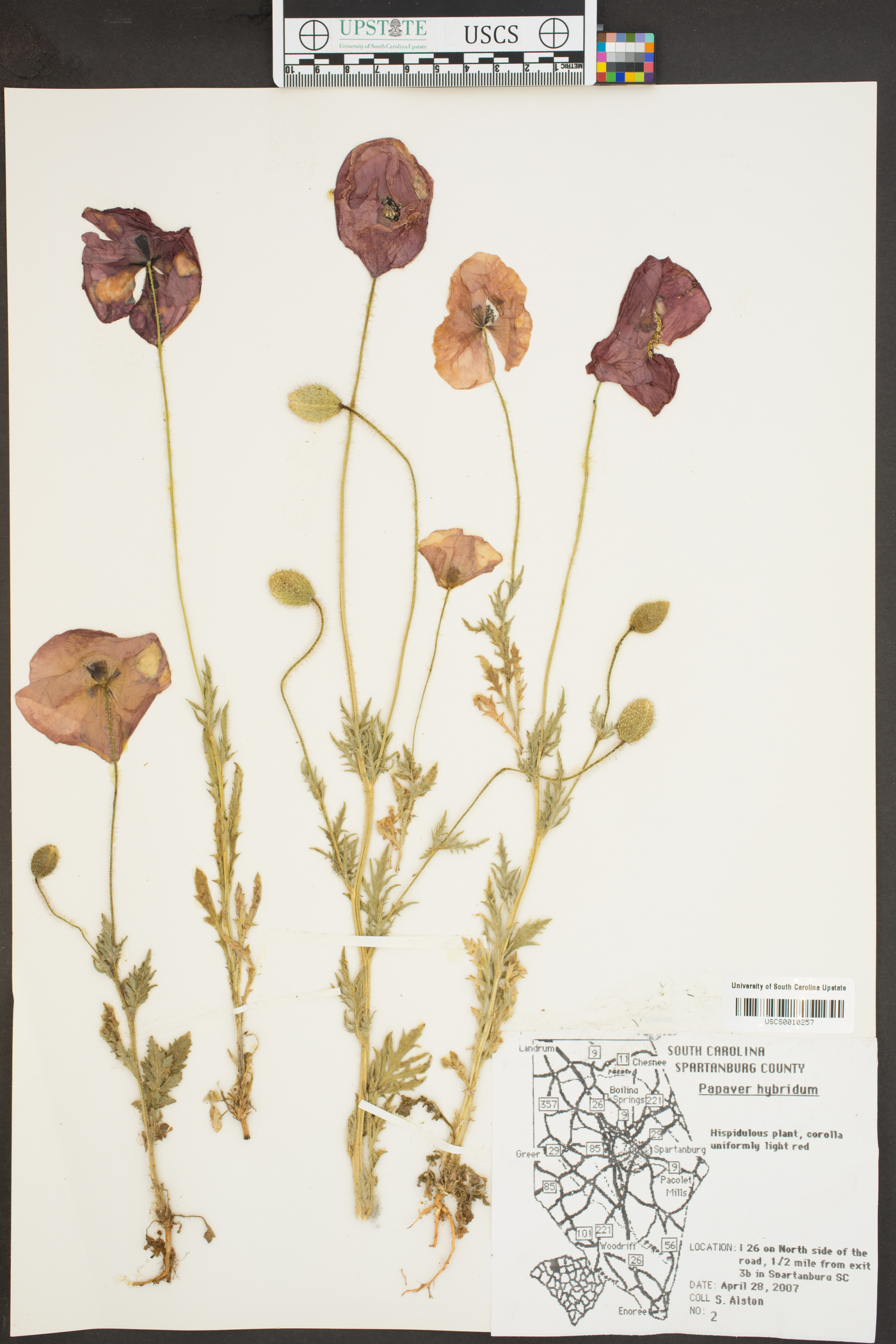 Papaver hybridum image