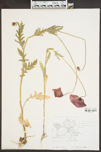 Papaver orientale image