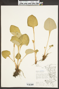 Parnassia grandifolia image