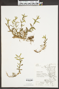 Gratiola virginiana image