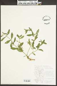 Gratiola virginiana image