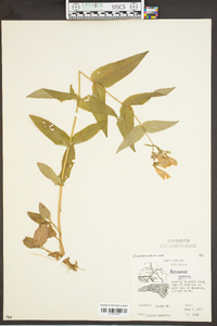 Penstemon smallii image