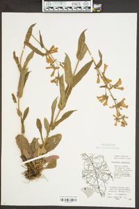 Penstemon australis image