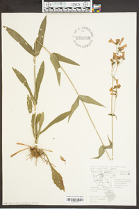 Penstemon laevigatus image