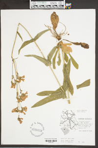 Penstemon laevigatus image
