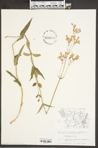 Penstemon laevigatus image