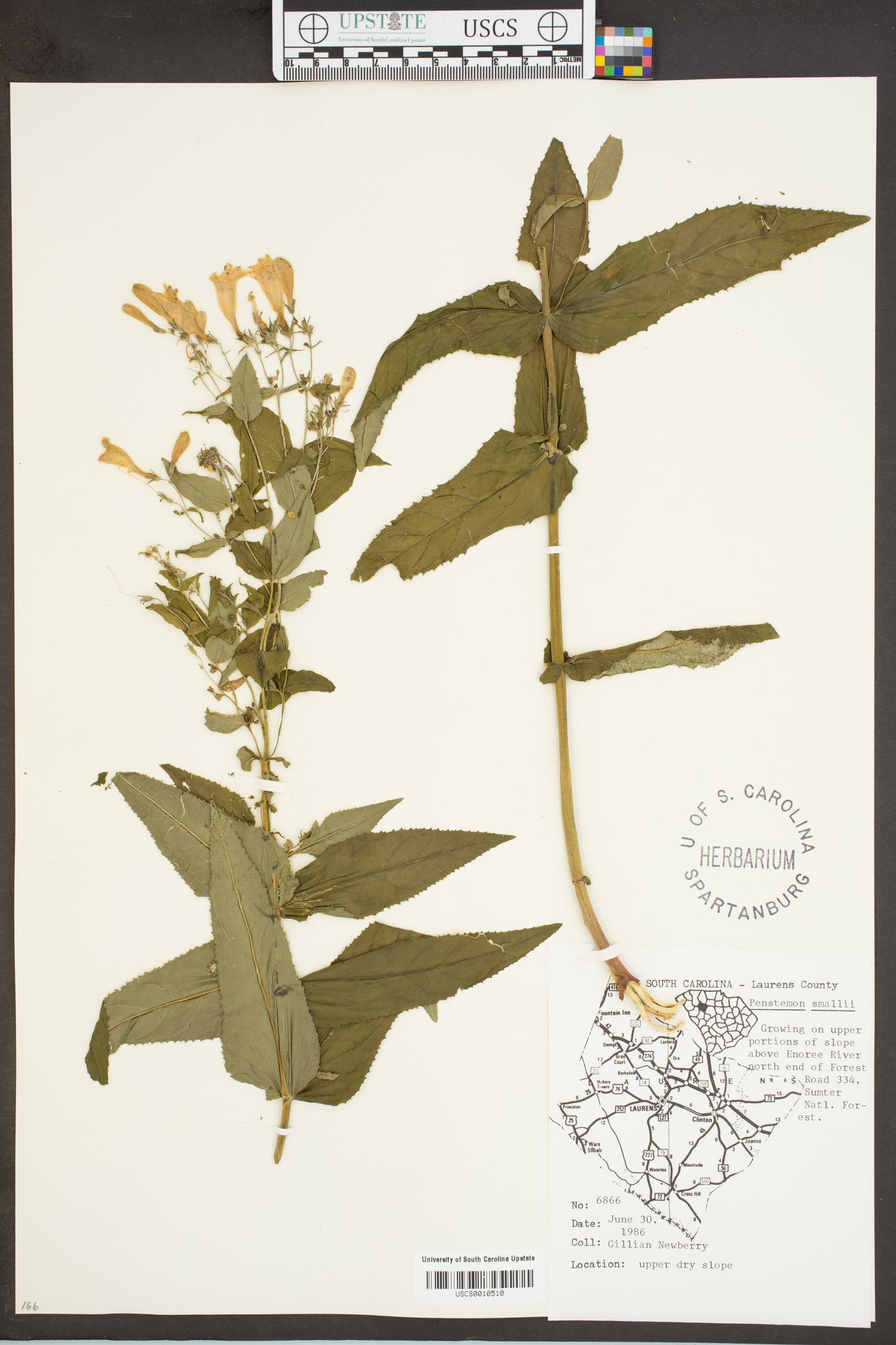 Penstemon smallii image
