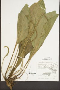 Plantago rugelii image