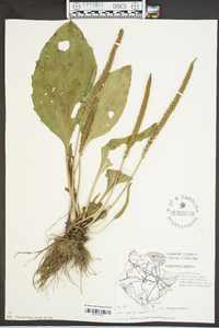 Plantago rugelii image