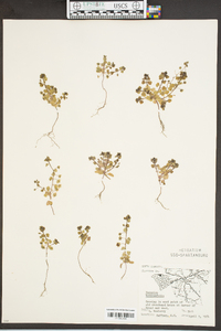 Veronica hederifolia image