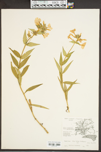 Phlox maculata subsp. pyramidalis image