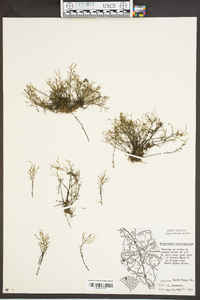 Podostemum ceratophyllum image