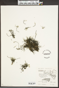 Podostemum ceratophyllum image