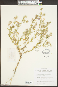 Phlox drummondii image