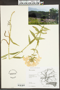 Phlox maculata image