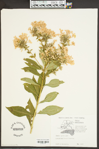 Phlox paniculata image