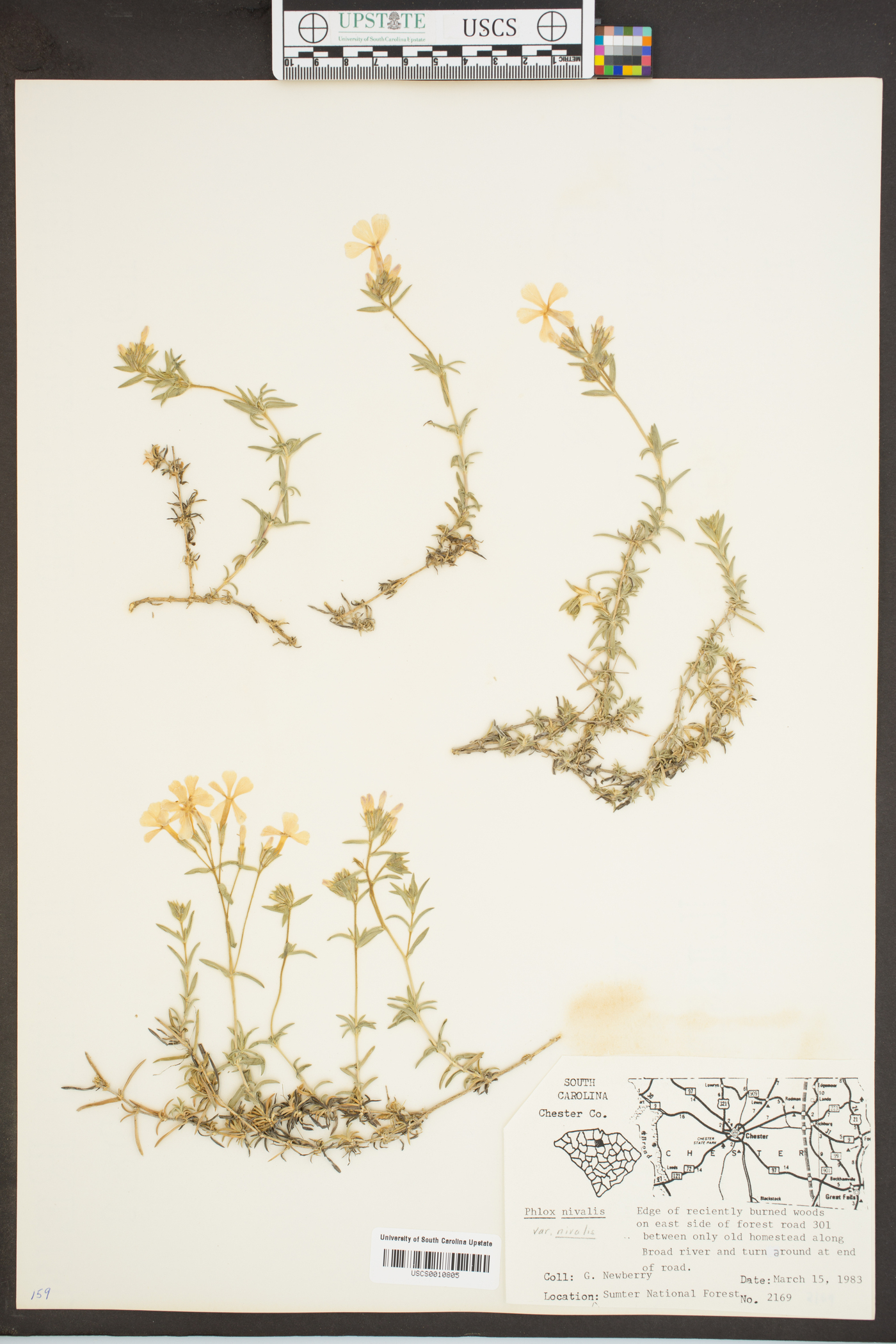 Phlox nivalis var. nivalis image