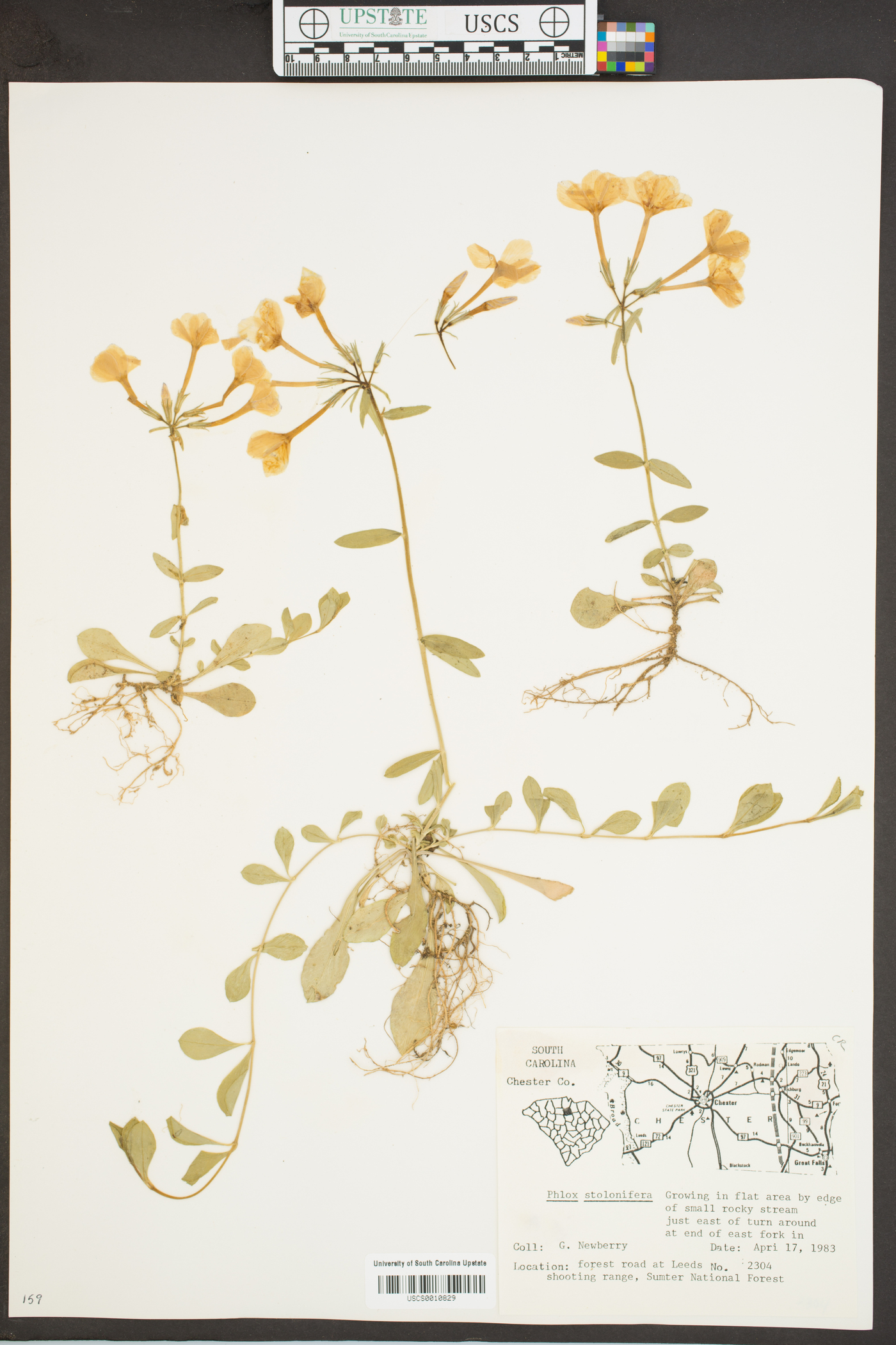 Phlox stolonifera image