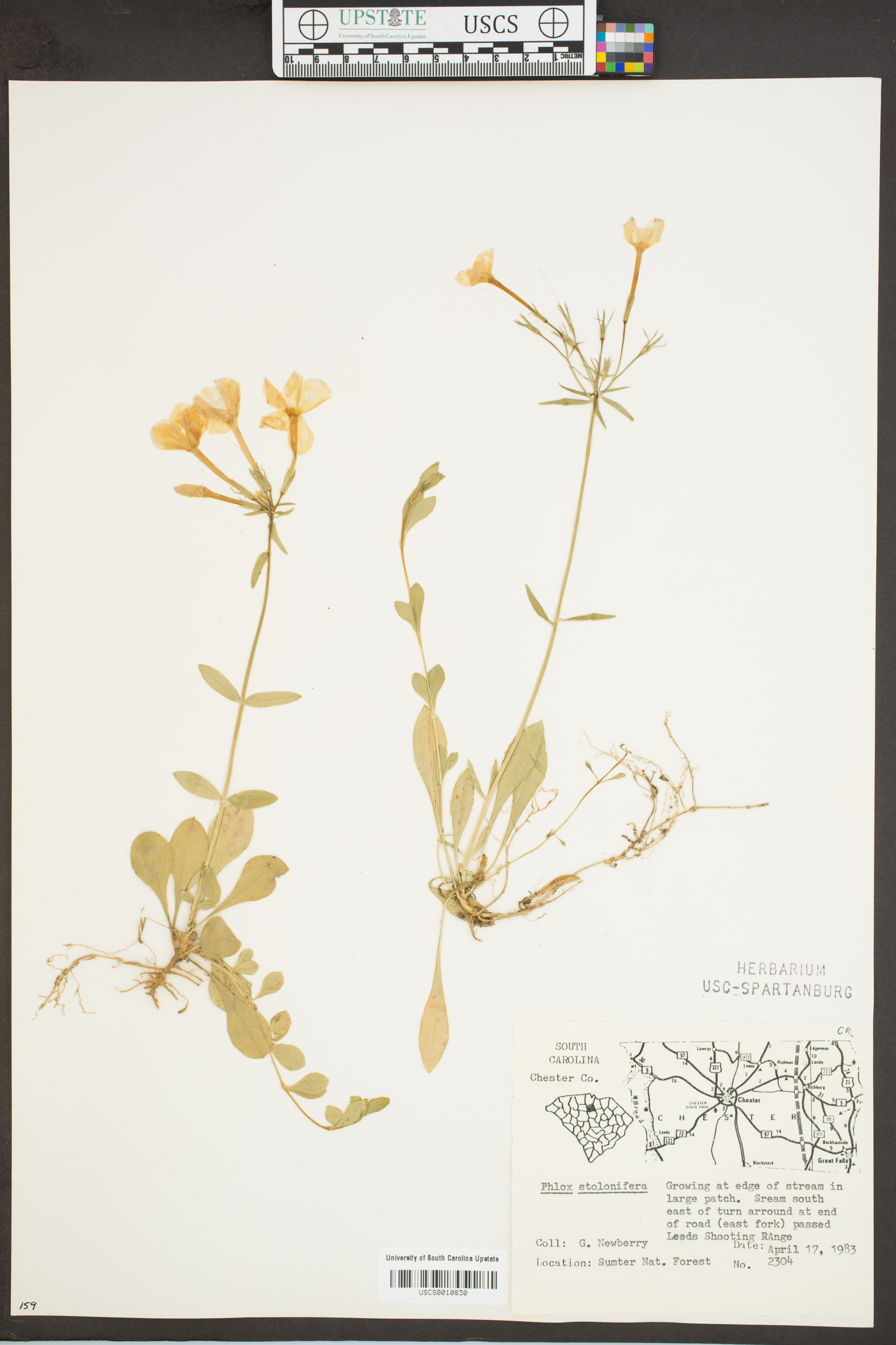 Phlox stolonifera image