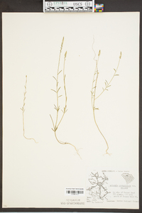 Polygala ambigua image