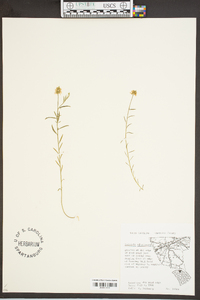 Polygala curtissii image