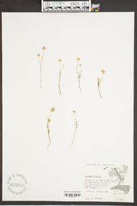 Polygala cruciata image