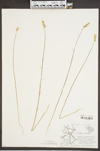 Polygala incarnata image