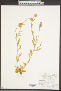 Polygala lutea image