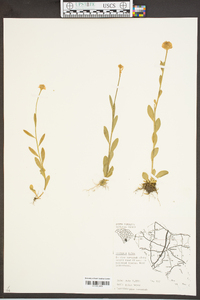 Polygala lutea image