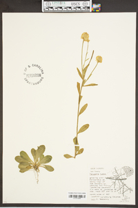 Polygala lutea image