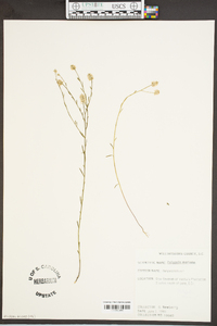 Polygala mariana image