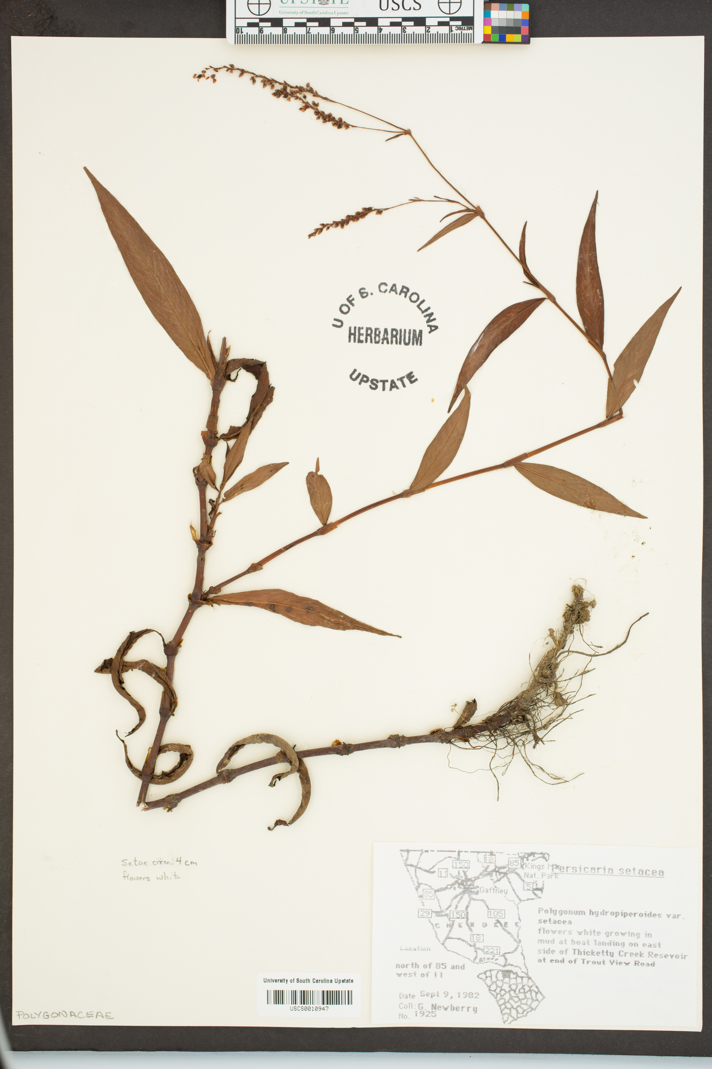 Persicaria setacea image