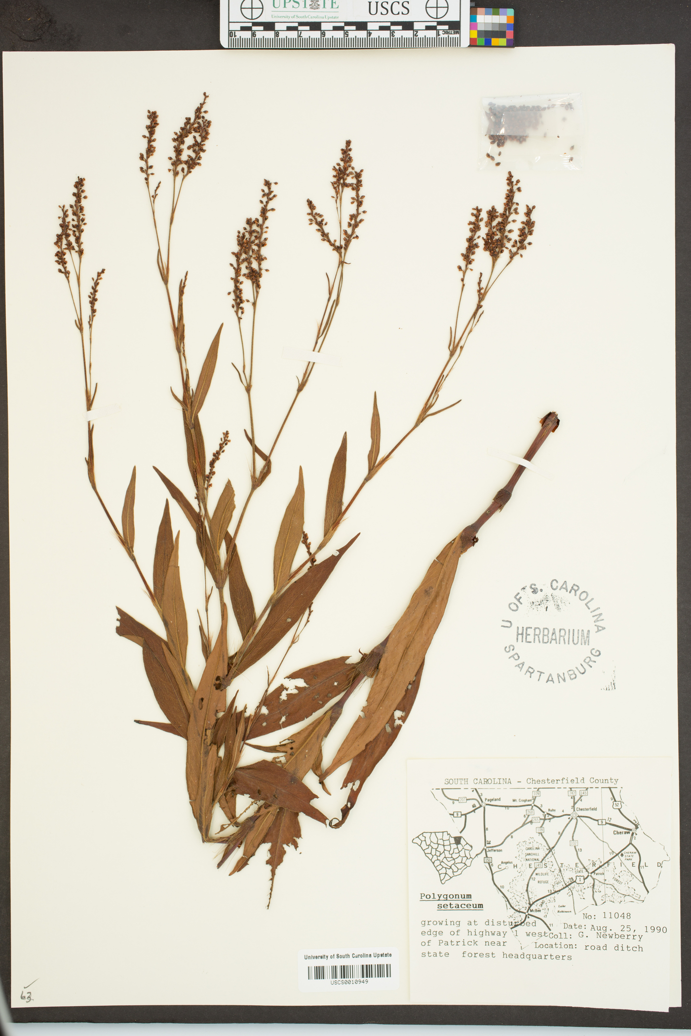 Persicaria setacea image