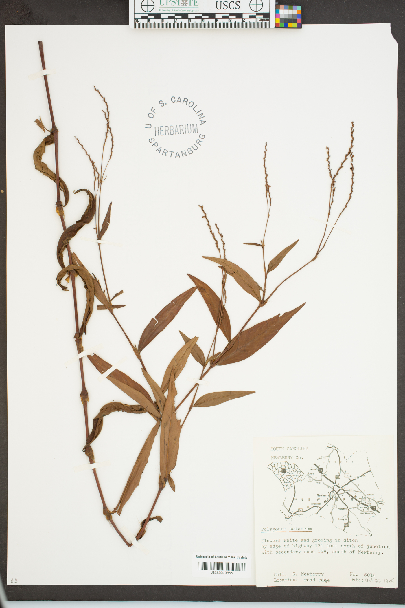 Persicaria setacea image