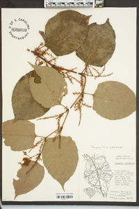 Reynoutria japonica image