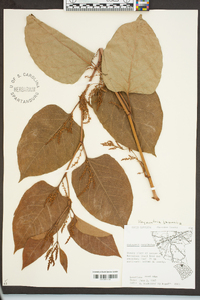 Reynoutria japonica image