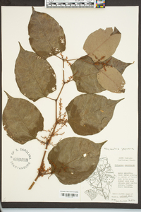 Reynoutria japonica image